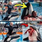 Orca trainer is devoured by this one while perfor…see more